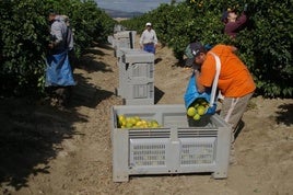 La tragedia de Valencia elevará la demanda de naranjas cordobesas