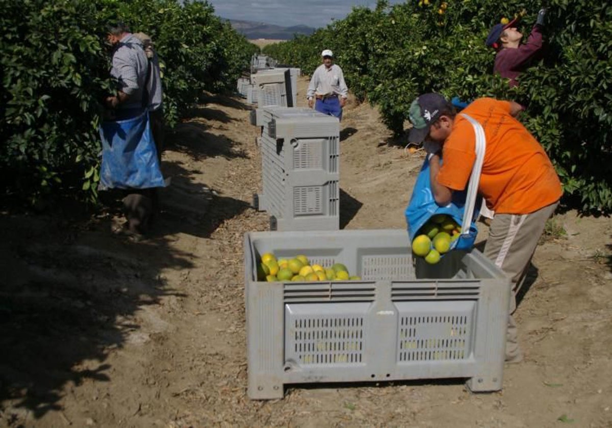 Recogida de la naranja en una finca de cítricos en Palma del Río (Córdoba)