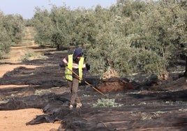 Los agricultores piden un plan en la UE contra el fraude en el aceite