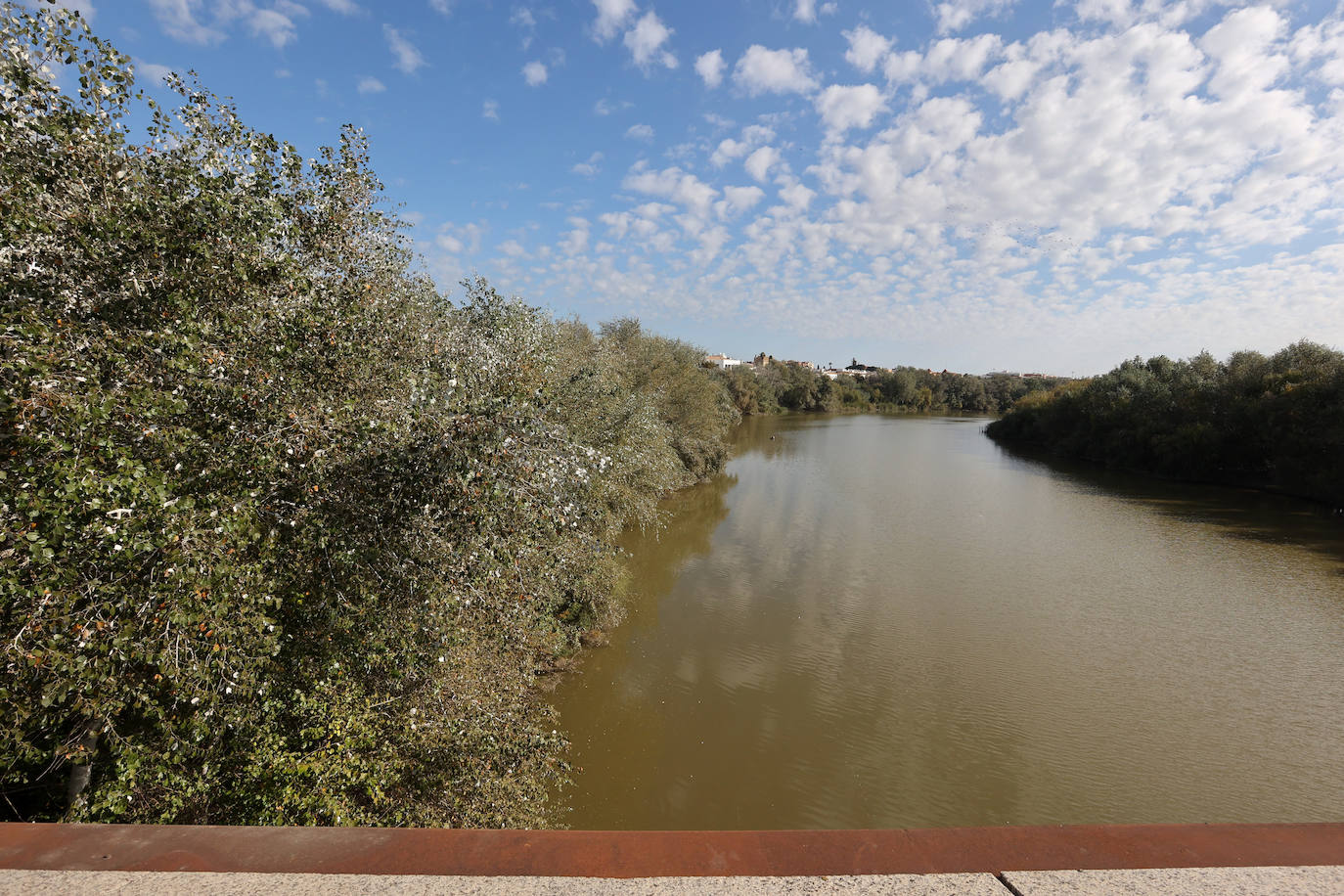 El descuido y la suciedad del Guadalquivir en Córdoba, en imágenes