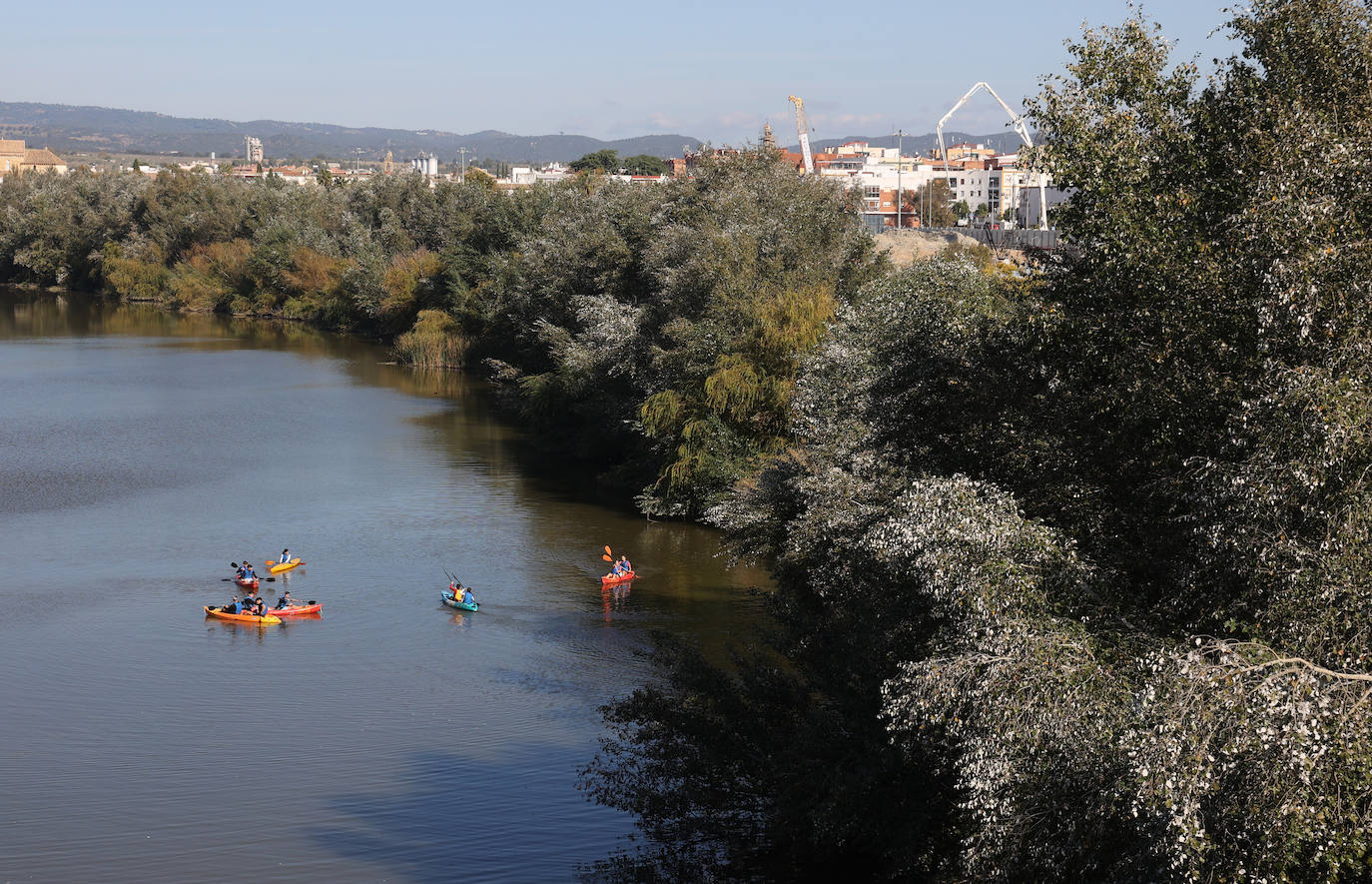 El descuido y la suciedad del Guadalquivir en Córdoba, en imágenes