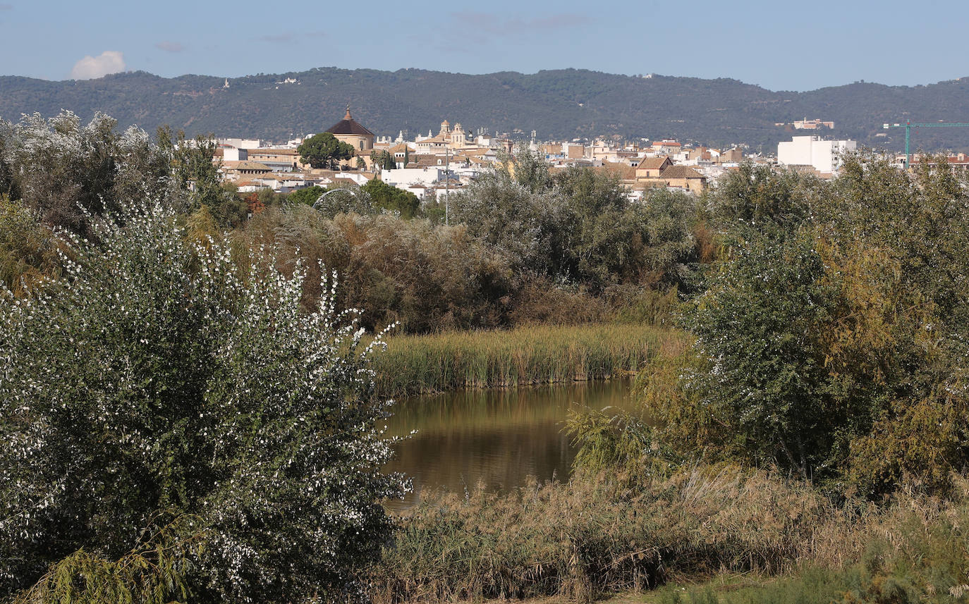 El descuido y la suciedad del Guadalquivir en Córdoba, en imágenes