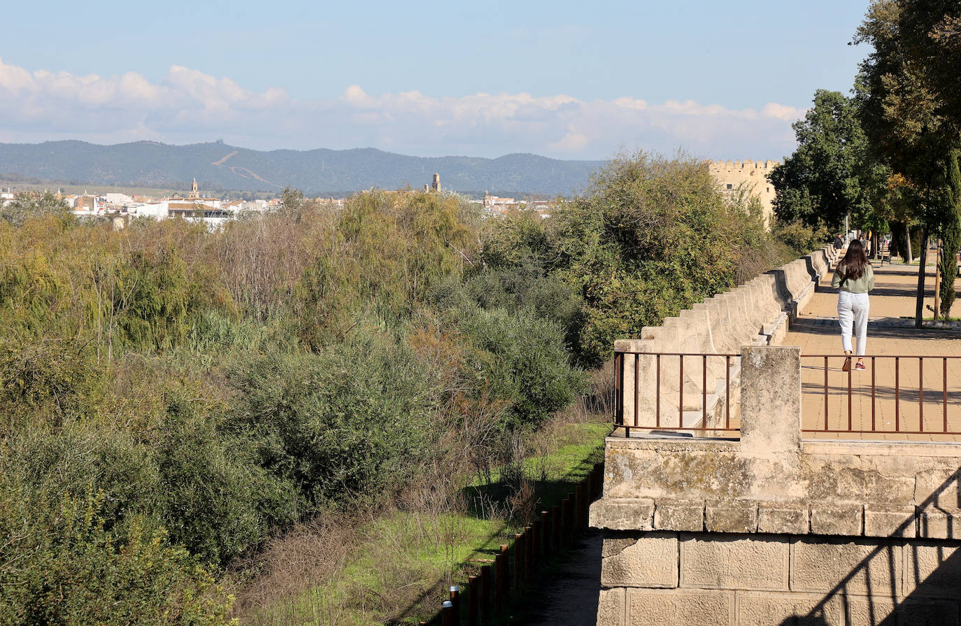 El descuido y la suciedad del Guadalquivir en Córdoba, en imágenes