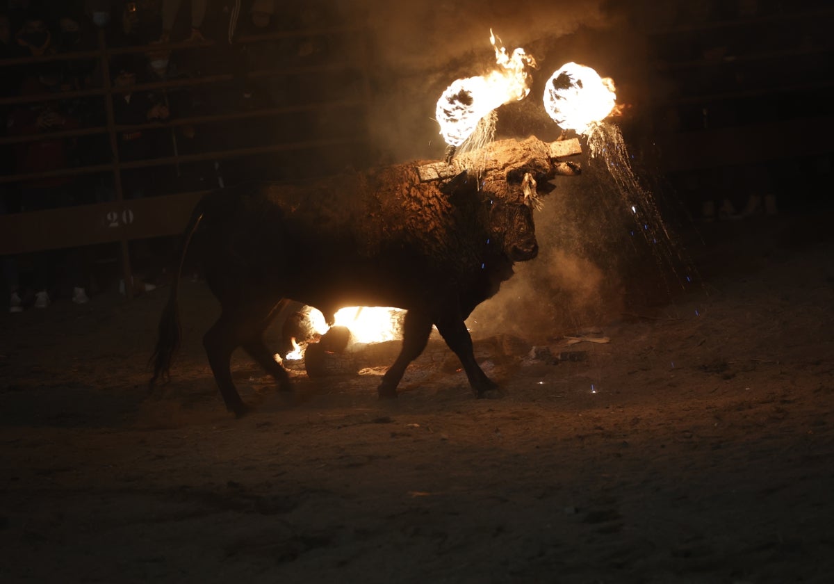 Un juzgado suspende el Toro Jubilo de Medinaceli (Soria) a petición de ...