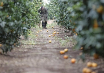 Los daños en la agricultura de Castilla-La Mancha por la DANA ascienden a 40 millones