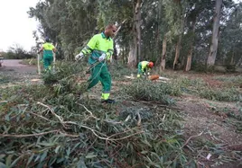 Córdoba recibe un premio para replantar la zona del Parque Cruz Conde arrasada por la borrasca Bernard