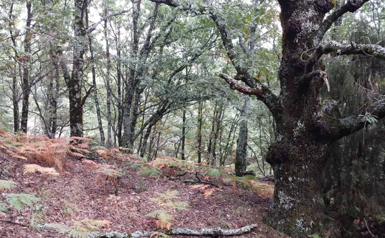 Imagen principal - Setas y policromía en el paisaje, oferta de la Sierra Norte de Guadalajara para el otoño