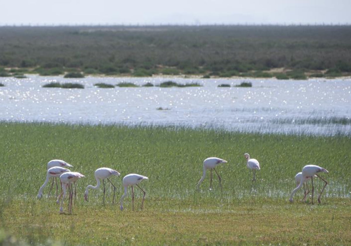 Imagen de una de las lagunas del Parque Nacional de Doñana