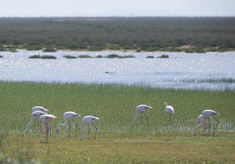 laguna-donana-RBPfhxKOI4Eaq2YANNRWqjO-758x531@diario_abc.JPG