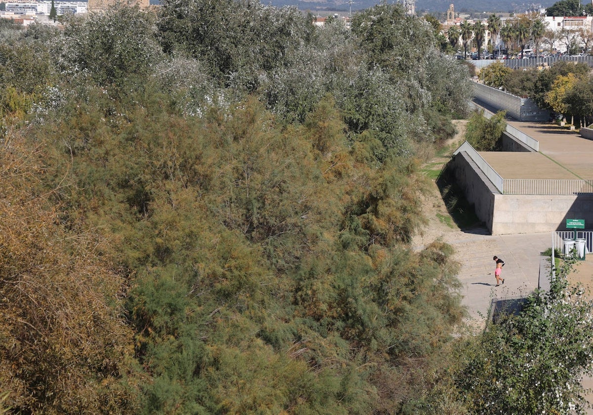 El descuido y la suciedad del Guadalquivir en Córdoba, en imágenes