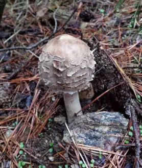 Imagen secundaria 2 - Setas y policromía en el paisaje, oferta de la Sierra Norte de Guadalajara para el otoño