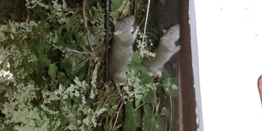 La basura acumulada provoca una plaga de ratas en viviendas y calles de ...