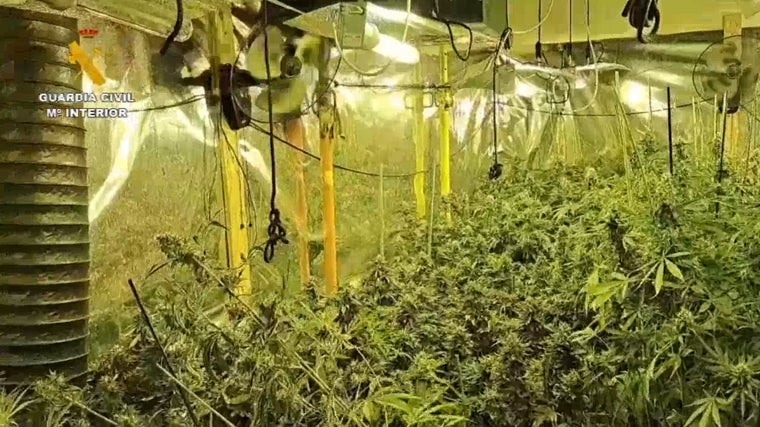 Plantación de marihuana desmantelada por el Instituto Armado en la provincia de Barcelona