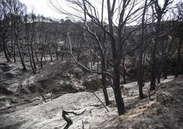 Andalucía busca empresas que planten 1,5 millones de árboles en zonas incendiadas o que dejaron de ser bosque