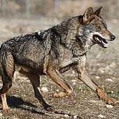 El nuevo censo del lobo eleva un 8 por ciento las manadas en Castilla y León, hasta las 193