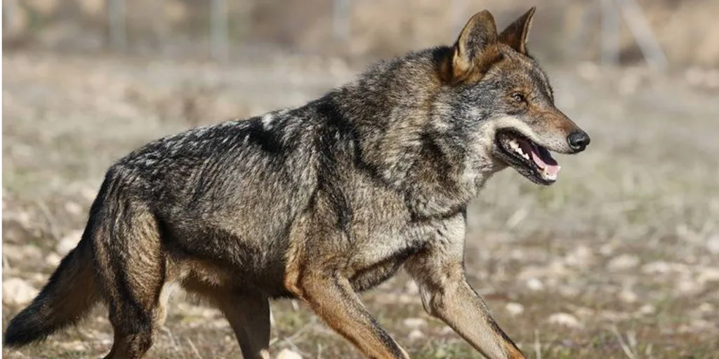 El nuevo censo del lobo eleva un 8 por ciento las manadas en Castilla y León, hasta las 193