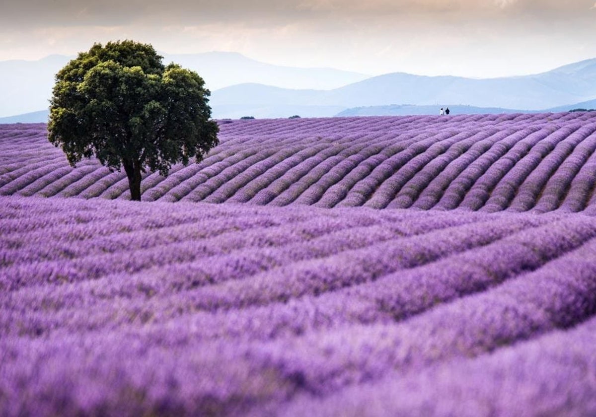 La Junta subraya la repercusión económica, social y cultural que ha tenido la lavanda para Guadalajara