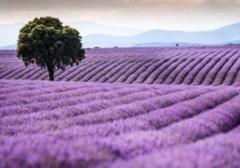 La Junta subraya la repercusión económica, social y cultural que ha tenido la lavanda para Guadalajara