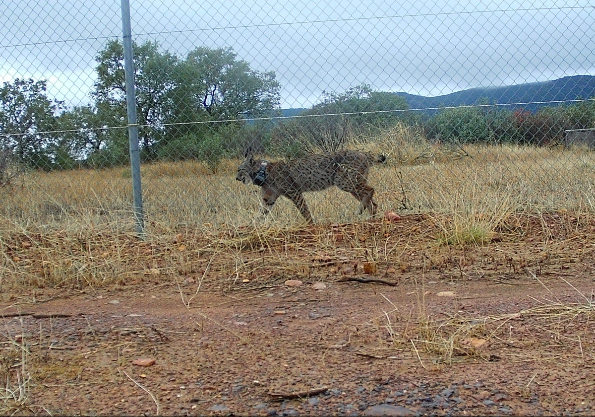 La Junta convierte la provincia de Ciudad Real en un territorio clave para el lince ibérico