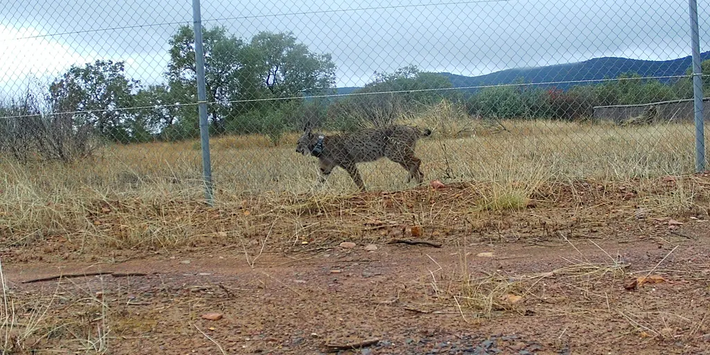 La Junta convierte la provincia de Ciudad Real en un territorio clave para el lince ibérico