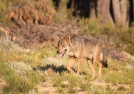 La Guardia Civil investiga a un vecino de Murcia por tener cuatro lobos ibéricos como mascotas