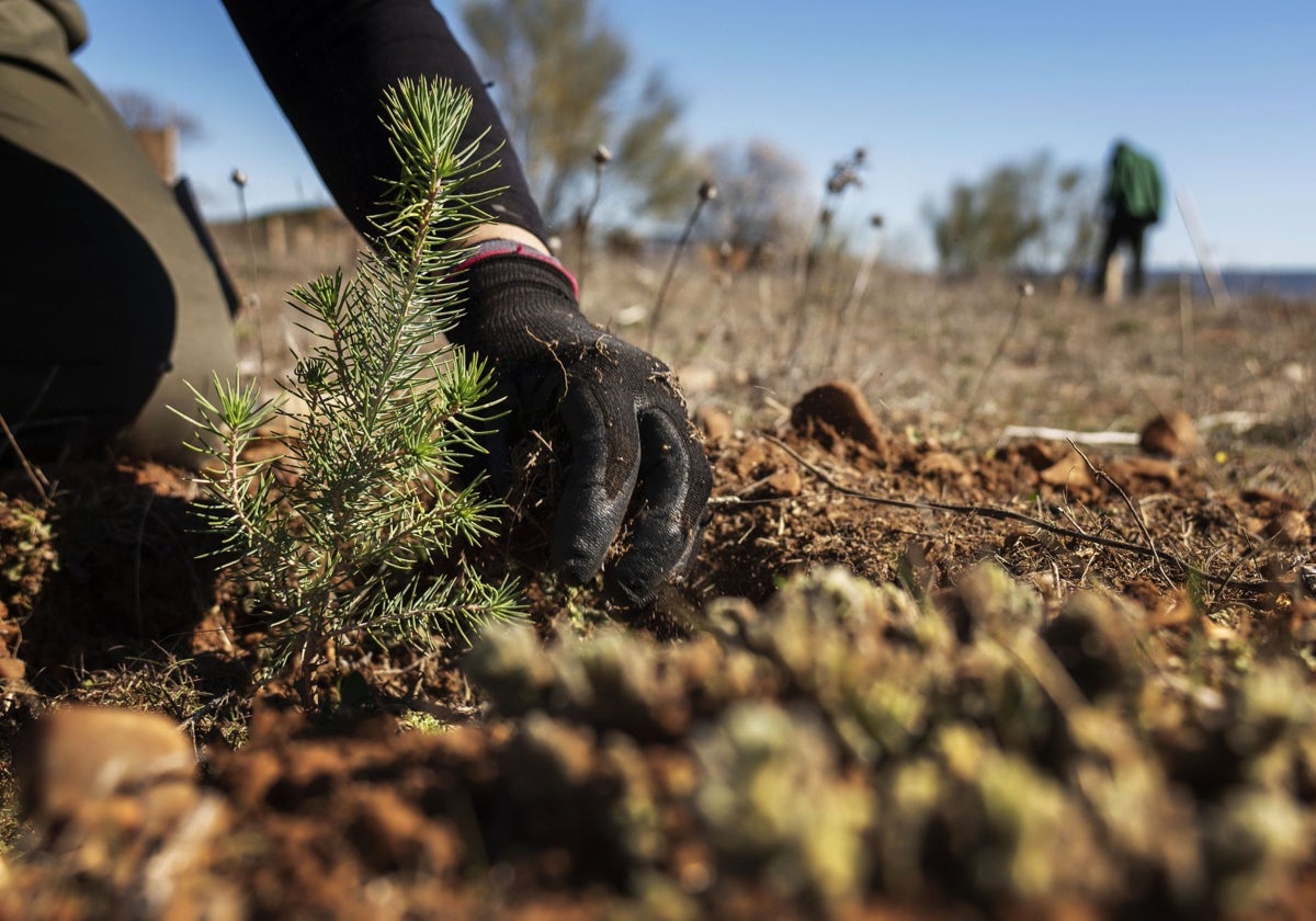 Jornada de voluntariado el 30 de noviembre en Almonacid para plantar 570 ejemplares de especies autóctonas