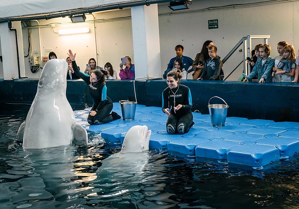 Momento en el que han conocido a Plombir y Miranda, las dos belugas ucranianas de Oceanográfic