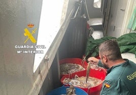 Descubren a un pescador con más de 230 kilos de pulpo inmaduro en el Puerto de Burriana