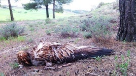 Investigan a un hombre en La Roda por matar a 24 aves rapaces, incluida un águila imperial ibérica