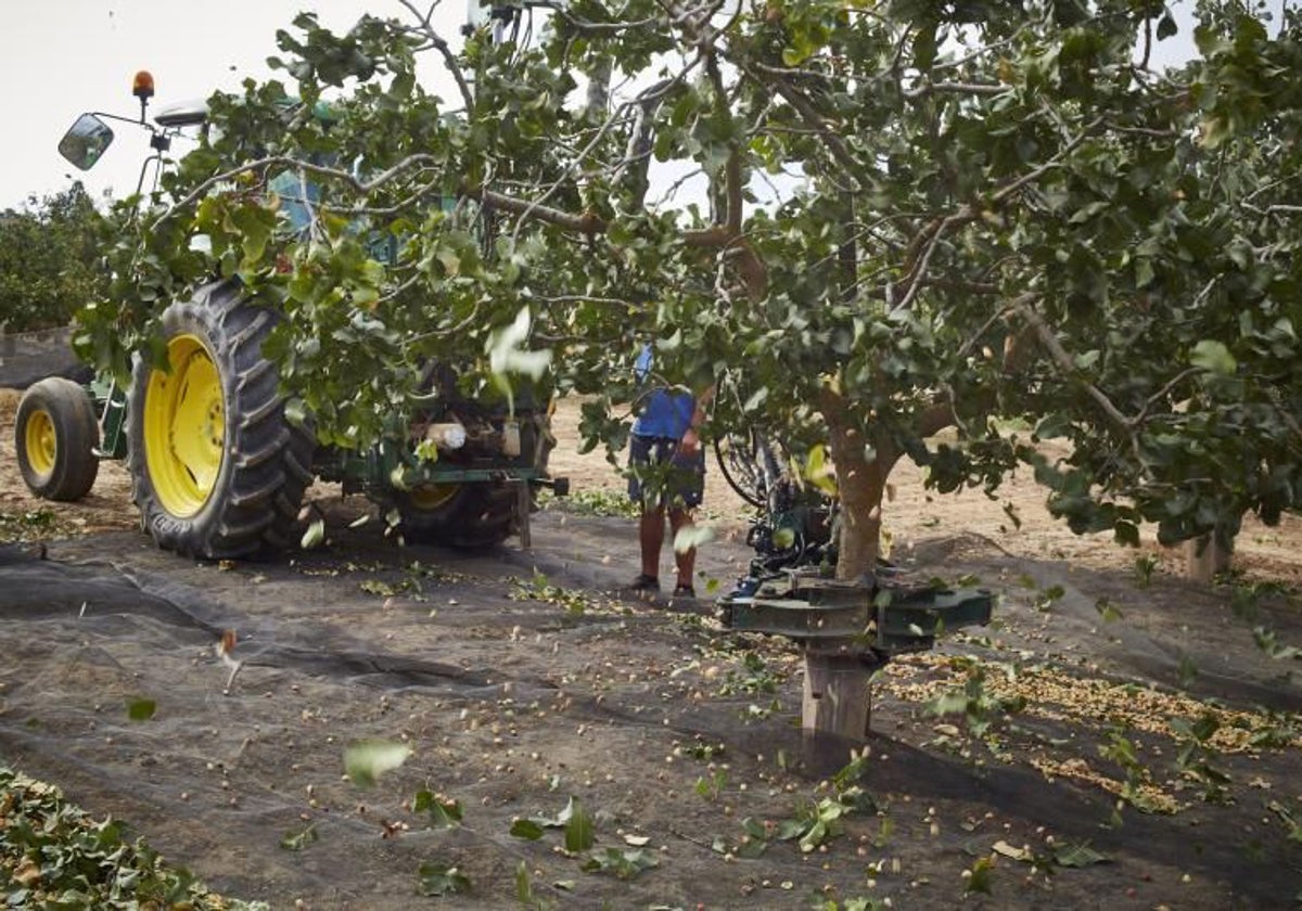 Recogida de pistachos en una finca andaluza en una imagen de archivo