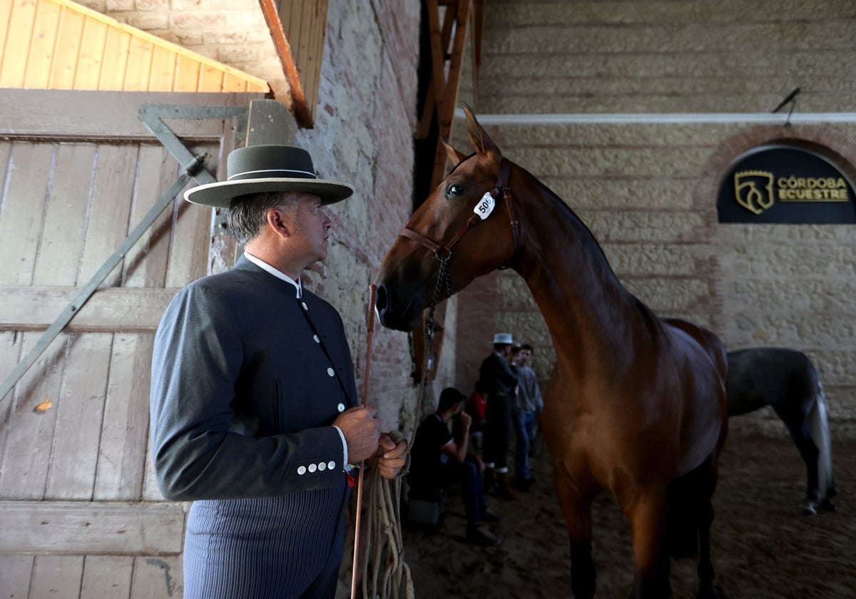 Un momento del concurso morfológico de este año en Caballerizas Reales