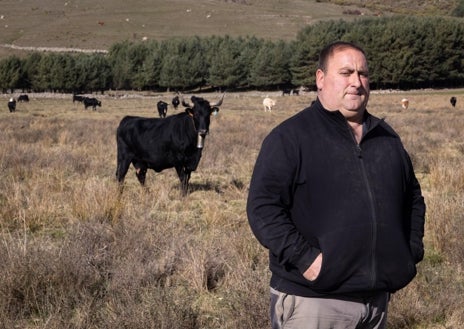 Imagen secundaria 1 - En San Martín de la Vega del Alberche, se quejan, los ataques del lobo son constantes. Lo sabe César, uno de los 35 ganaderos de este pueblo de 160 habitantes, que muestra la imagen de uno de sus terneros atacados por el cánido