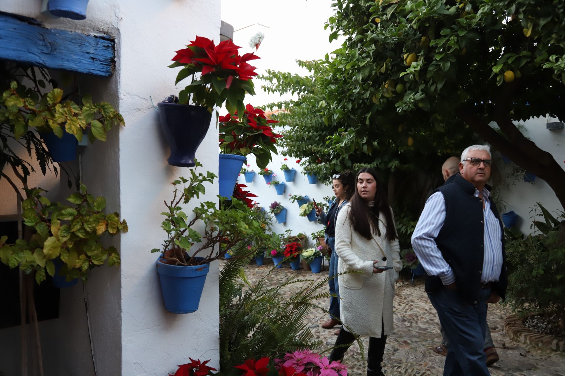 Los Patios de Córdoba abren sus puertas en Navidad, en imágenes