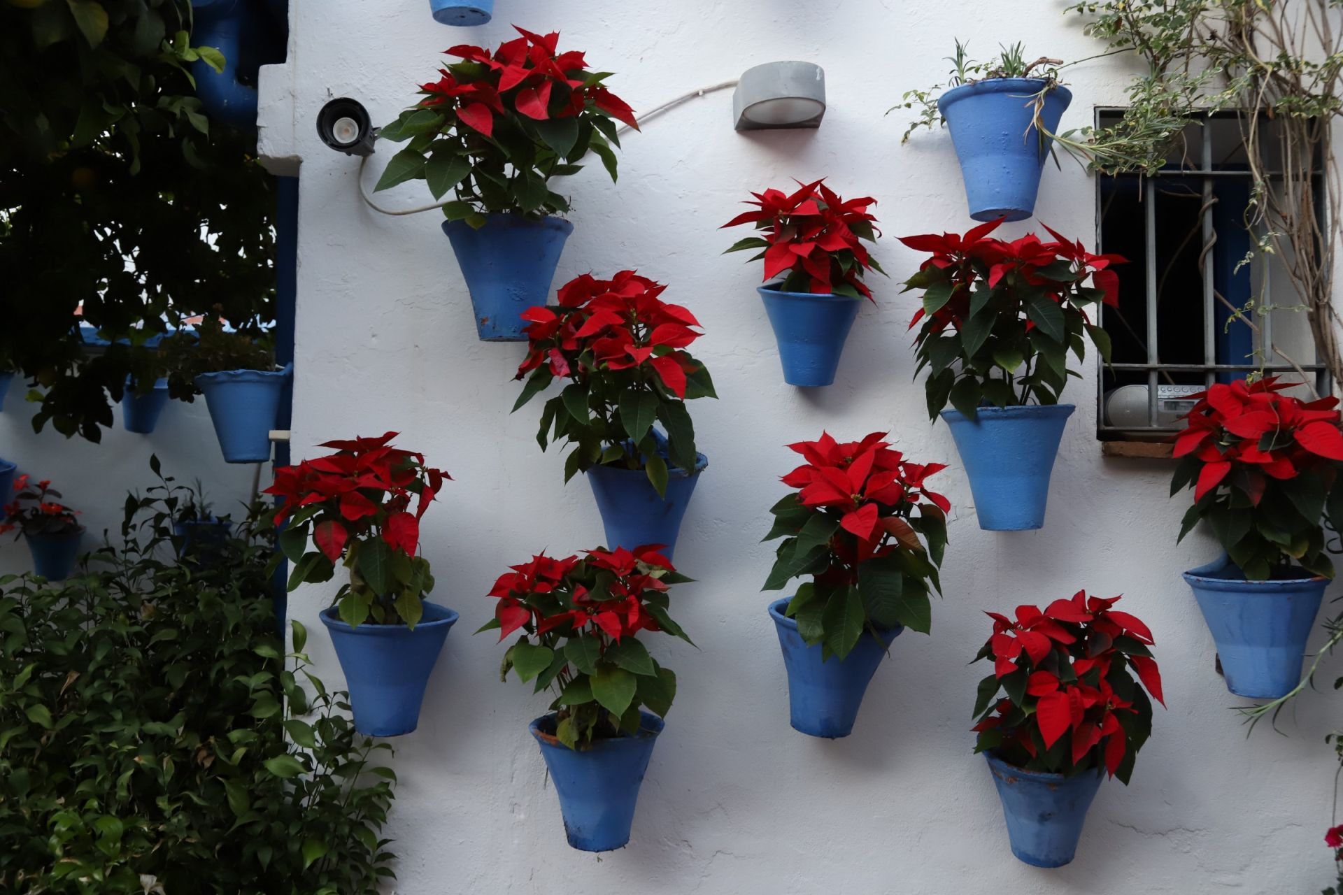 Los Patios de Córdoba abren sus puertas en Navidad, en imágenes