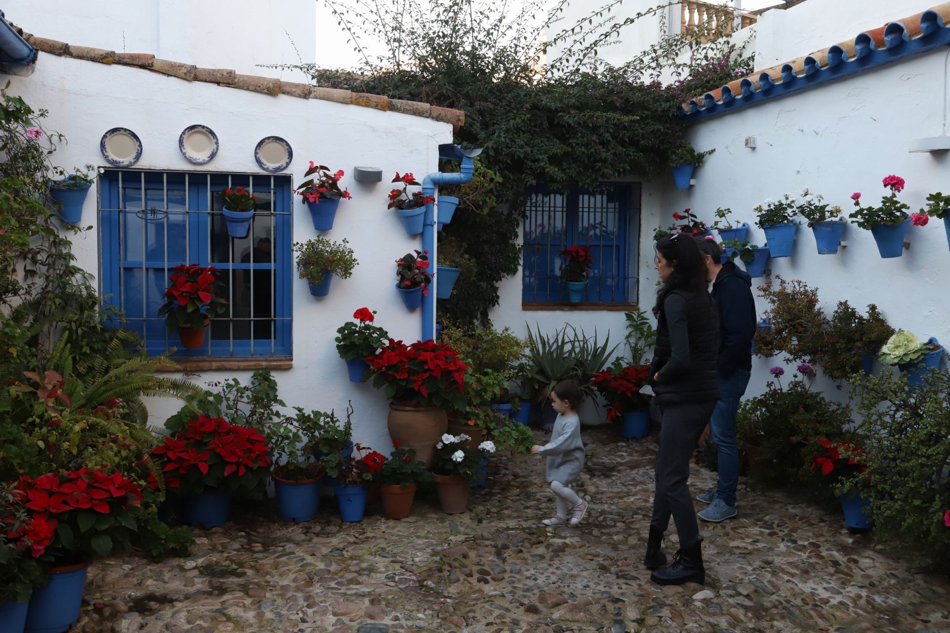 Los Patios de Córdoba abren sus puertas en Navidad, en imágenes