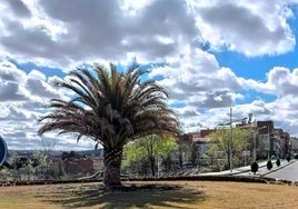 El PSOE denuncia la tala de la «palmera histórica» de la avenida de Madrid