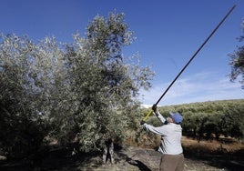 El 83% de los empleos ofertados para las campañas del olivar y la naranja de Córdoba se quedan sin cubrir