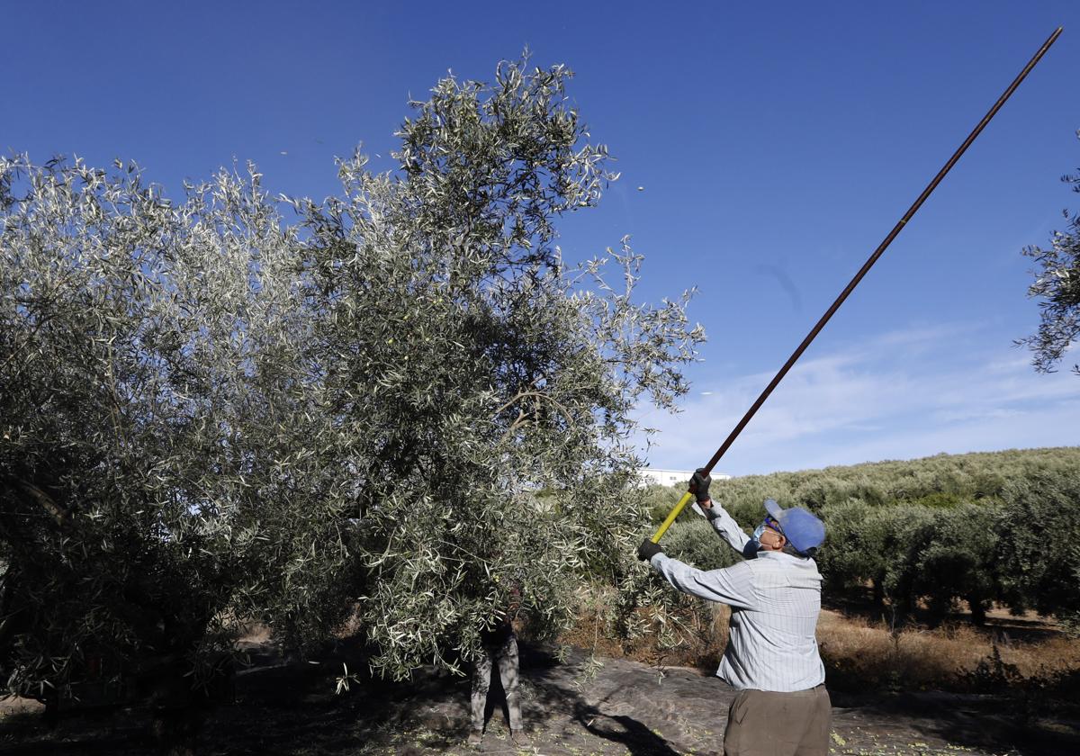 Un agricultor varea un olivo en una finca de Montilla durante una campaña de la aceituma