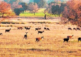 La Justicia da la razón al propietario de un coto de caza cuya finca se sitúa parcialmente dentro de Cabañeros