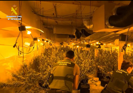 Descubren cuatro sofisticados laboratorios con más de 3.000 plantas de marihuana en Castellón