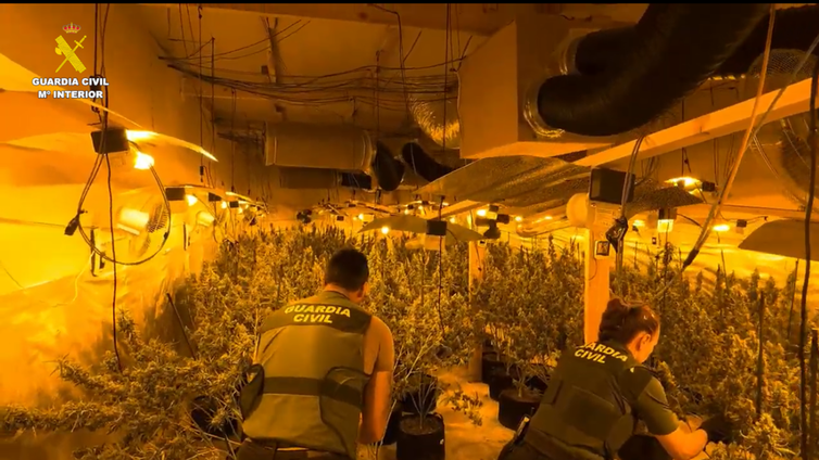 Descubren cuatro sofisticados laboratorios con más de 3.000 plantas de marihuana en Castellón