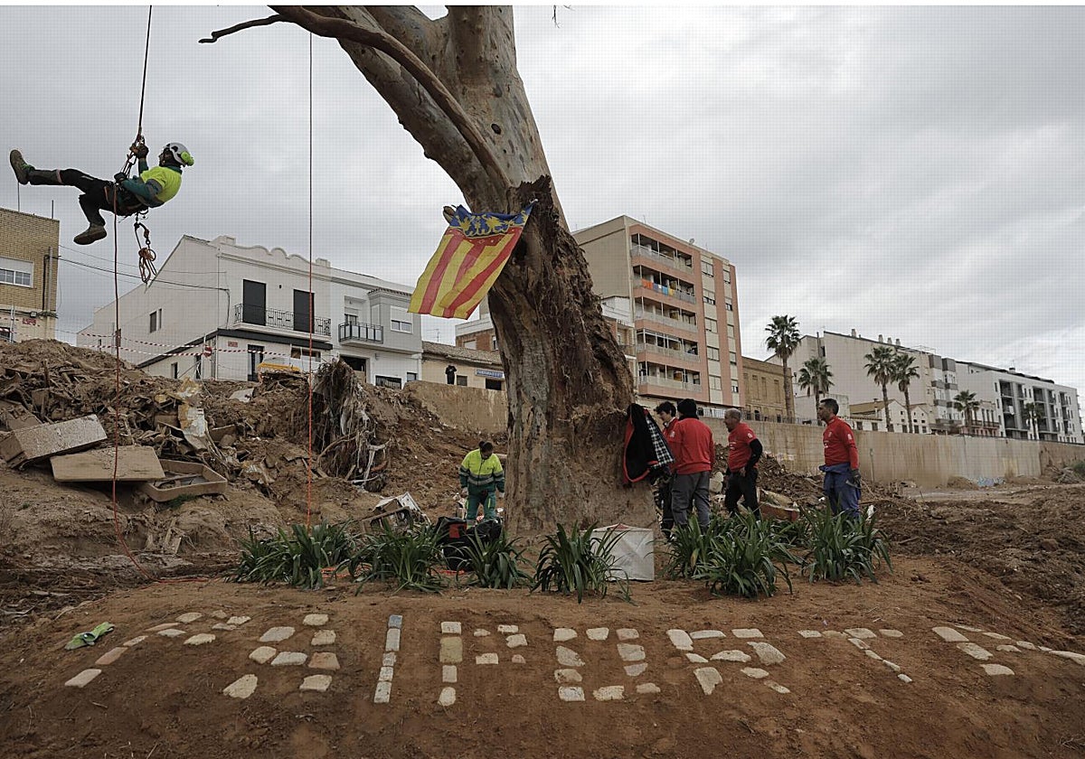 El árbol que sobrevivió en el barranco del Poyo, que se ha convertido en monumento de homenaje a los afectados por la DANA