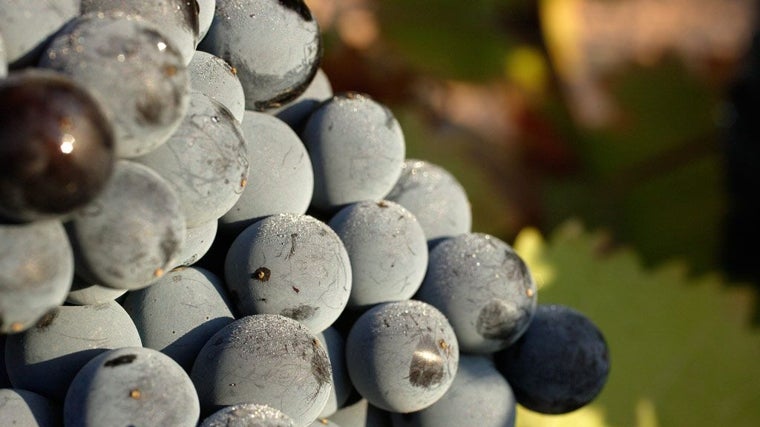 Uno de los mejores vino del mundo se elabora en Castilla-La Mancha y cuesta menos de 10 euros