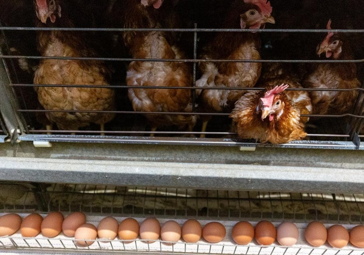 En la parte superior, las gallinas ponedoras; debajo los huevos para ser retirados