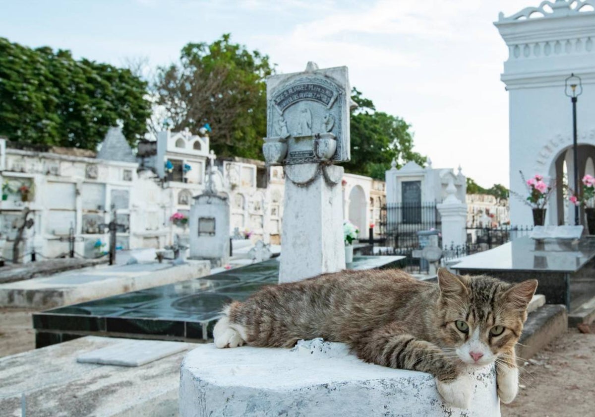 Un gato en el cementerio de Zamora