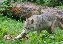 Convocan ayudas para paliar los daños de ataque de lobo y aves necrófagas al ganado doméstico