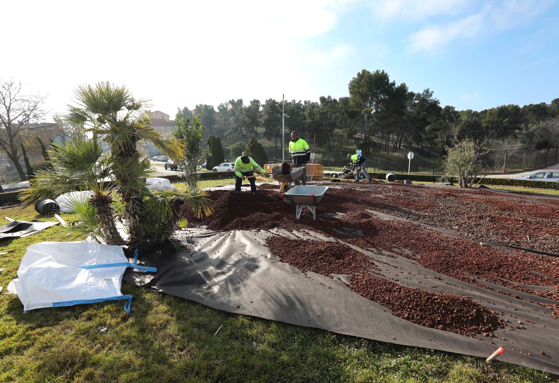 Una palmera, un olivo y un laurel, nueva plantación en la avenida de Madrid