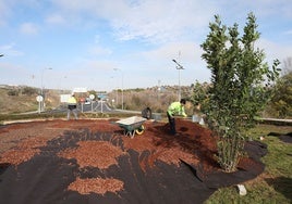 Una palmera, un olivo y un laurel, nueva plantación en la avenida de Madrid