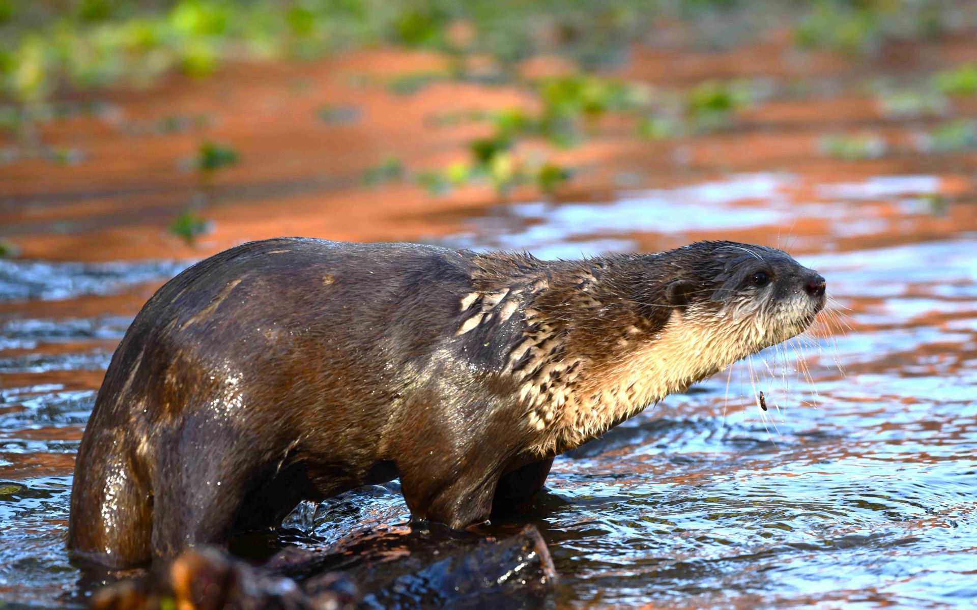 Las mejores fotos del año de la Naturaleza andaluza, por Carlos Romero