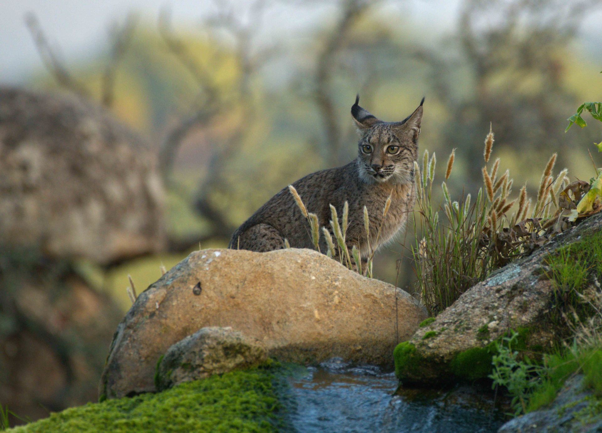 Las mejores fotos del año de la Naturaleza andaluza, por Carlos Romero